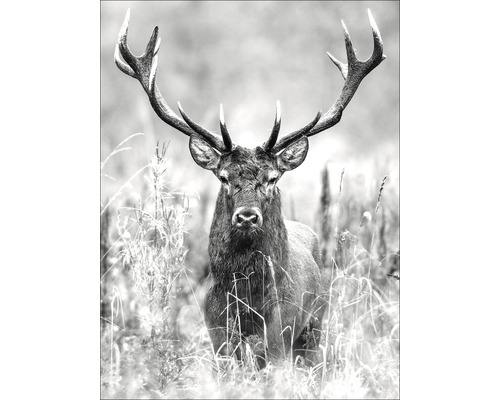 Leinwandbild Grey Deer Head ll 57x77 cm