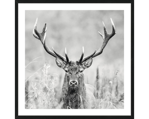 Gerahmtes Bild Grey Deer Head ll 53x53 cm Gerahmtes Bild Grey Deer Head ll 53x53 cm