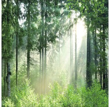 Waldszene mit Bäumen und Sonnenlicht