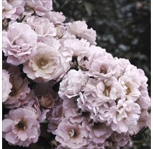 Nahaufnahme von rosa Rosenblüten
