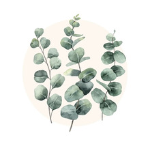 Illustration von Eukalyptuszweigen