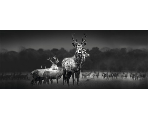 Glasbild Herd Of Deer 30x80 cm GLA2145