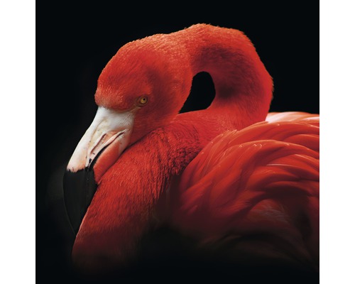 Glasbild Sleeping Flamingo 20x20 cm GLA2146