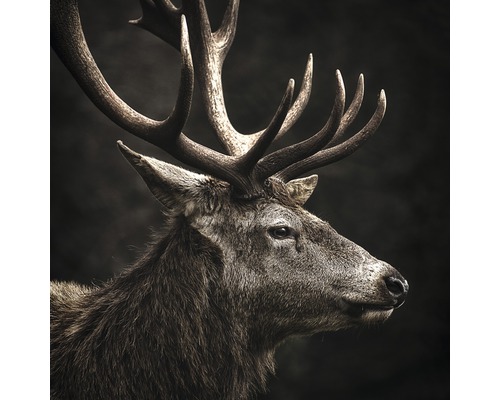 Glasbild Brown Deer Head 30x30 cm GLA2147