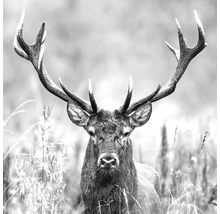 Glasbild Grey Deer Head ll 30x30 cm GLA2150