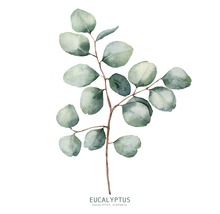 Glasbild Eucalyptus Branches ll 20x20 cm GLA2153-thumb-0