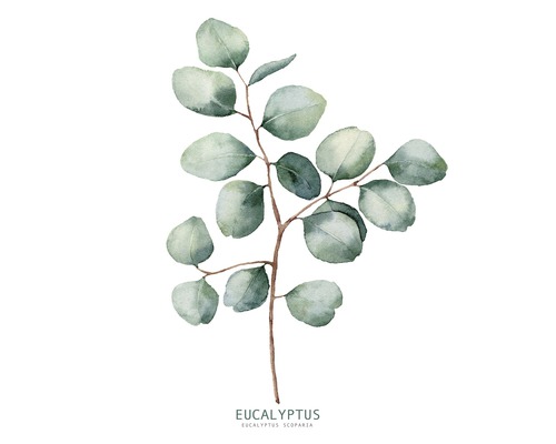 Glasbild Eucalyptus Branches ll 20x20 cm GLA2153-0