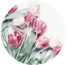 Nahaufnahme von Tulpen mit Tautropfen
