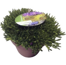 Delosperma Pflanze in einem Topf