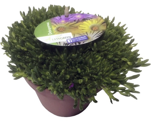 Mittagsblume FloraSelf Delospermum-Cultivars Mix H 1-3 cm Co 1 L zufällige Sortenauswahl-0