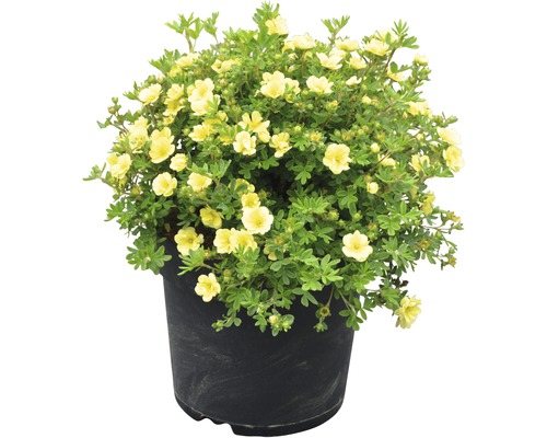 Fingerstrauch im Topf mit gelben Blüten