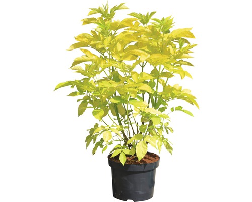 Gold-Holunder im Topf, Zierpflanze für den Garten