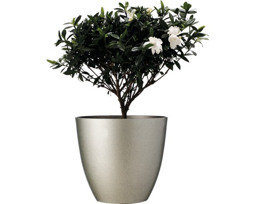 Gartenia-Pflanze mit weißen Blüten in silberfarbenem Topf