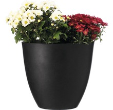 Schwarzer Blumentopf mit weißen und roten Chrysanthemen