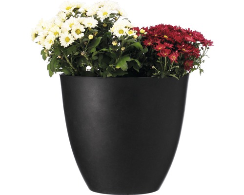 Schwarzer Blumentopf mit weißen und roten Chrysanthemen