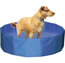 Hund im blauen Hunde Pool