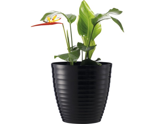Heliconia Zimmerpflanze in schwarzem Topf