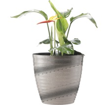 Strelitzia im Topf