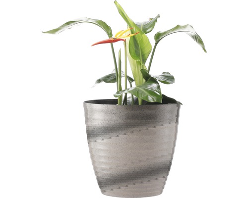 Strelitzia im Topf