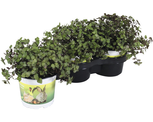 Zierpflanze in Töpfen