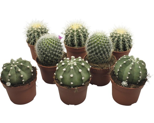 Kaktus FloraSelf Echinocactus H 10,5-11,5 cm Ø 10,5 cm Topf zufällige Sortenauswahl Mehrere kleine Kakteen in Töpfen