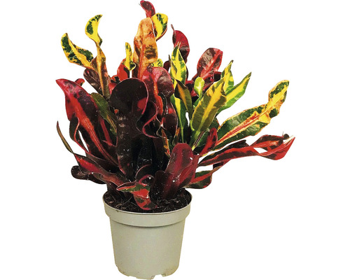 Wunderstrauch, Kroton FloraSelf Codiaeum variegatum 'Mammi' H 25-35 cm Ø 12 cm Topf Kroton Zimmerpflanze im Topf