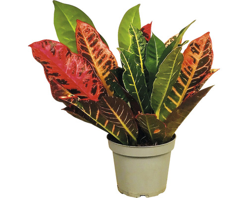 Wunderstrauch, Croton FloraSelf Codiaeum variegatum 'Petra' H 25-35 cm Ø 12 cm Topf Kroton Zimmerpflanze im Topf