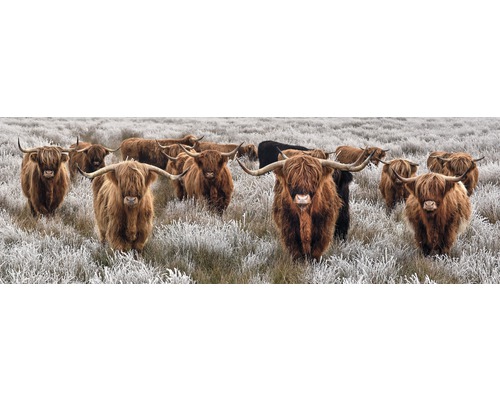 Leinwandbild Büffel Herde 150x50 cm