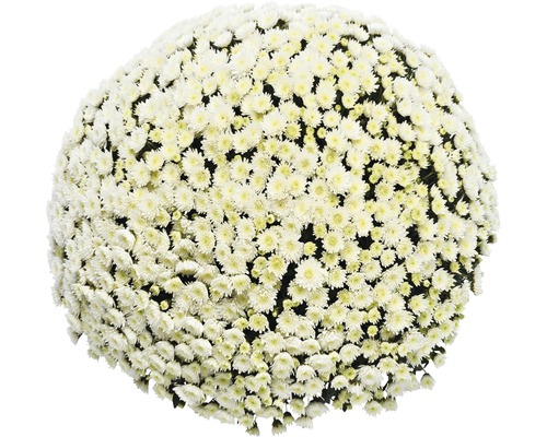 Nahaufnahme einer Kugel aus weißen Chrysanthemen