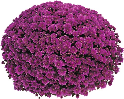 Lila Chrysantheme im Topf