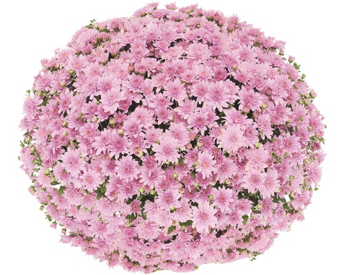 Kugelchrysantheme mit rosa Blüten