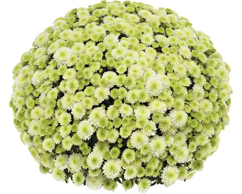 Kugelchrysantheme mit kleinen Blüten