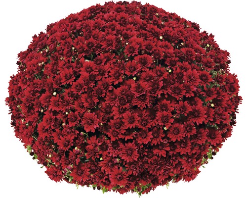 Chrysantheme Kugel Ø 55+ cm FloraSelf Chrysanthemum indicum Ø 19 cm Durchmesser Pflanze ca. 55 cm zufällige Sortenauswahl
