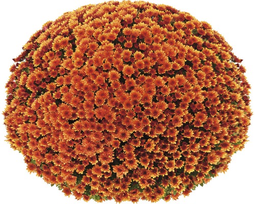 Kugel-Chrysantheme mit zahlreichen Blüten