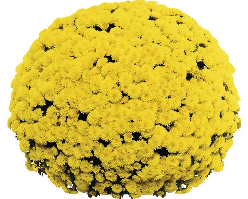 Gelbe Chrysanthemenblüte in Kugelform