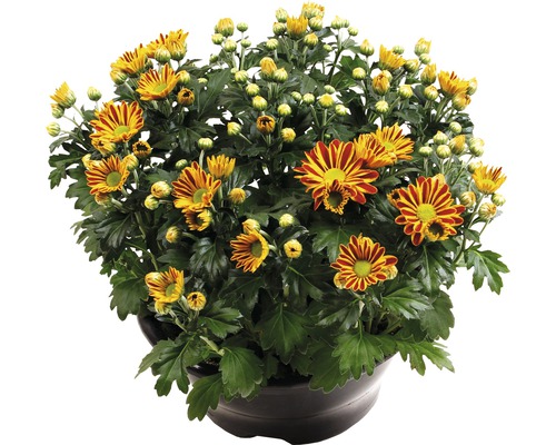 Chrysantheme FloraSelf Chrysanthemum indicum 'Hoi Hoi' Ø 23 cm Topf