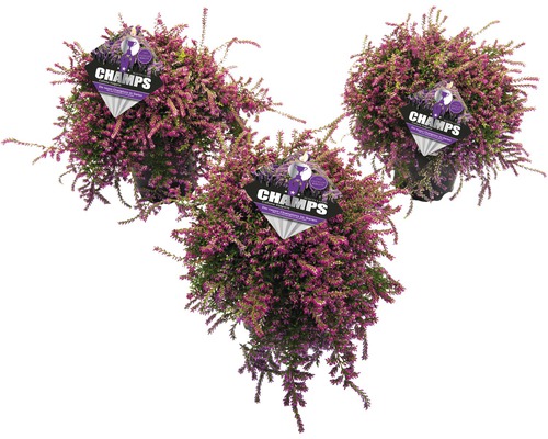 Hängende Knospenheide FloraSelf Calluna vulgaris Beauty Ladies 'Champs' Ø 14 cm Topf