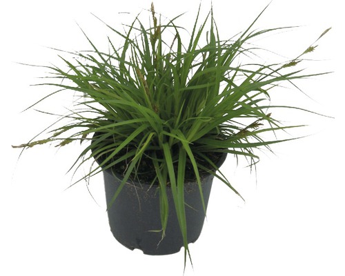 Segge FloraSelf Carex oshimensis 'Green Wonder' H 5-30 cm T 14 cm
