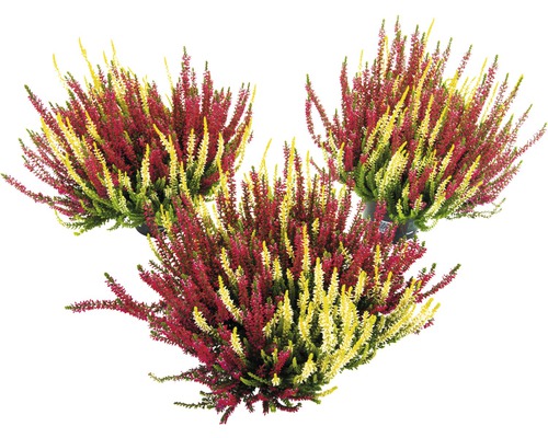 Zweifarbige Knospenheide FloraSelf Calluna vulgaris 'Beauty Ladies' Twin Ø 11 cm Topf