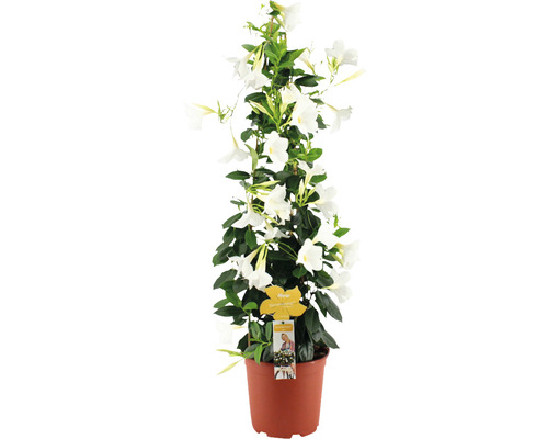 Dipladenie, Trichterblüte Pyramide FloraSelf Dipladenia mandevilla 'Summerstar' Gesamthöhe ca. 90 cm Ø 21 cm Topf weiß