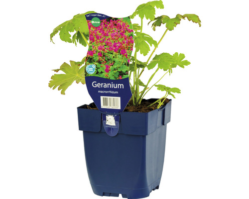 Storchschnabel FloraSelf Geranium macrorrhizum H 5-10 cm Co 0,5 L