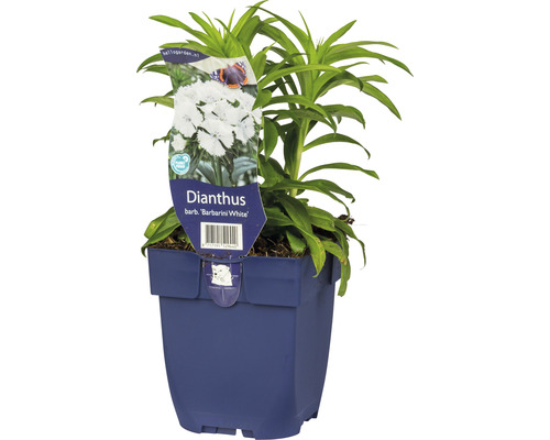 Bartnelke FloraSelf Dianthus barbatus 'Barbarini White' H 5-25 cm Co 0,5 L zweijährig Nelke Dianthus barb ''Barbarini White'' im Topf