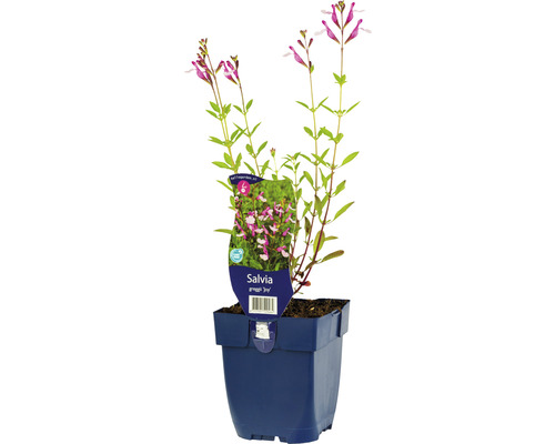 Hainsalbei, Ziersalbei, Gartensalbei FloraSelf Salvia greggii 'Joy' H 5-20 cm Co 0,5 L Salbei Zierpflanze in einem Topf