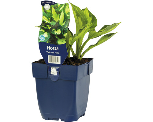 Mittelgroße Funkie mit grünem Rand FloraSelf Hosta ‘Colored Hulk’ H 5-20 cm Co 0,5 L Funkie Hosta ''Colored Hulk'' im Topf
