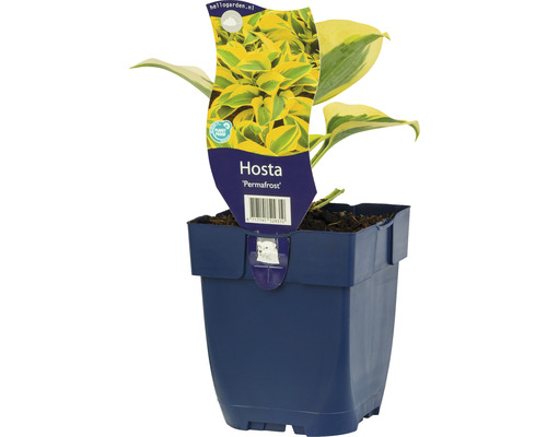 Mittelgroße Funkie mit gelbem Rand FloraSelf Hosta 'Permafrost' H 5-20 cm Co 0,5 L Funkie ''Permafrost'' in einem Topf