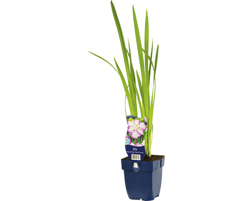 Schwertlilie FloraSelf Iris ensata 'Dinner Plate® Tiramisu' H 5-30 cm Co 0,5 L besondere Sorte, große Blüten