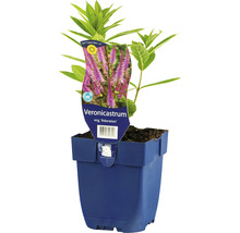 Kandelaber-Ehrenpreis Veronicastrum virginicum 'Adoration' H 10-100 cm Co 0,5 L (6 Stk.)