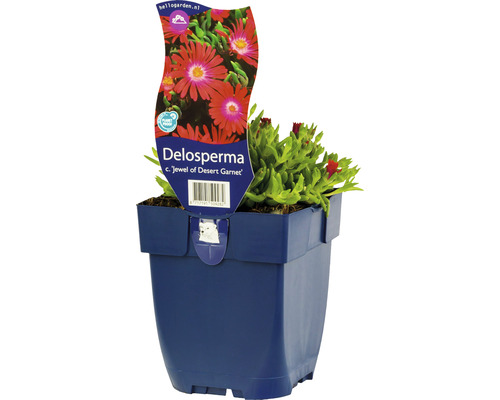 Mittagsblume FloraSelf Delosperma cooperi ‚Jewel of Desert Garnet‘ H 5-10 cm Co 0,5 L Delosperma Sorte Jewel of Desert Garnet im Topf