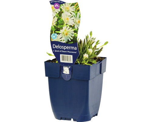 Mittagsblume FloraSelf Delosperma cooperi 'Jewel of Desert Moon' H 5-10 cm Co 0,5 L Delosperma Pflanze im Topf