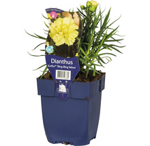 Dianthus Sunflor ''Bling Bling Yellow'' in einem Topf